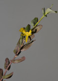 Dendrobium sororium.