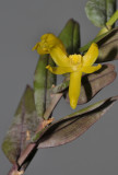 Dendrobium sororium. Closer.