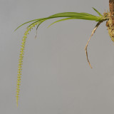 Oberonia singalangensis.