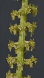 Oberonia singalangensis. Close-up.