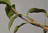 Pholidota gibbosa. Plant detail.