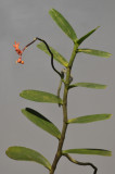 Renanthera sp.