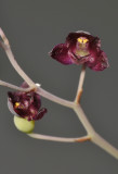 Ridleyella paniculata. Close-up.
