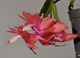 Schlumbergera truncata Wild form. Close-up.
