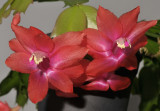 Schlumbergera truncata Wild form. Close-up.