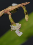 Agrostophyllum sp. Close-up.