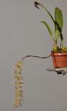 Bulbophyllum lissoglossum