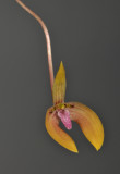 Bulbophyllum arsoanum. Closer.