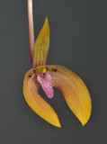 Bulbophyllum arsoanum. Close-up.