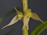Bulbophyllum spec. sect Fruticicola. Close-up.