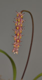 Bulbophyllum coniferum. Closer