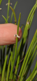 Ceratostylis platychila. With finger.