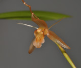 Coelogyne tenompokensis