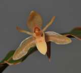 Coelogyne renae. Close-up.