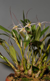 Dendrobium lageniforme.