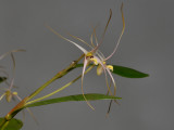 Dendrobium phalangium.