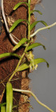 Micropera pallida.