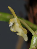 Micropera pallida. Close-up side.