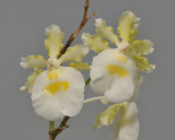 Oncidium fuscatum f. alba.