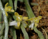 Taeniophyllum sp. Close-up.