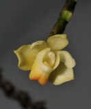 Thrixspermum purpurascens. Close-up.
