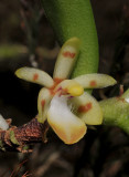 Trichoglottis tinekeae. Close-up.