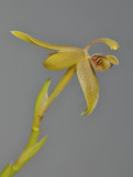 Cyrtidiorchis frontinoensis. Close-up.