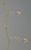 Oncidium heteranthum f. alba.