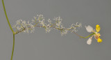 Oncidium heteranthum f. alba. Closer.