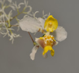 Oncidium heteranthum f. alba. Close-up.