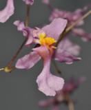 Oncidium sotoanum. Close-up. Side.