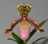 Paphiopedilum henryanum