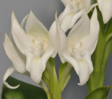 Pecteilis hawkesiana f. alba. Closer.