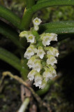 Schoenorchis sp. Closer.