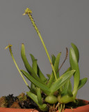 Thelasis pygmaea