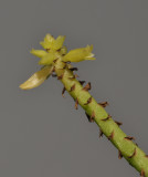 Thelasis pygmaea. Close-up.