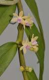 Trichoglottis rosea.