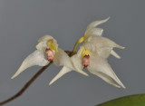 Bulbophyllum acutiflorum. Close-up.