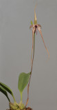 Bulbophyllum echinolabium.