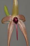 Bulbophyllum echinolabium. Closer.