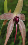 Bulbophyllum echinolabium. Natural background. Closer.
