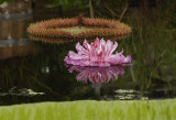 Victoria amazonica. Second day.