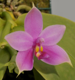Phalaenopsis violacea. Close-up.