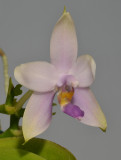 Phalaenopsis violacea. Blue form.