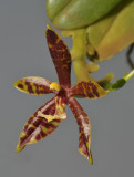 Phalaenopsis pantherina.