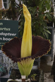 Amorphophallus titanum.