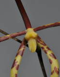 Arachnis longisepala. Close-up.