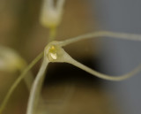 Bulbophyllum levatii subsp. mischanthum. Close-up.