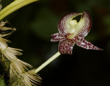 Bulbophyllum macranthum.