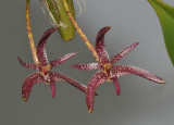 Bulbophyllum patens. Closer.
